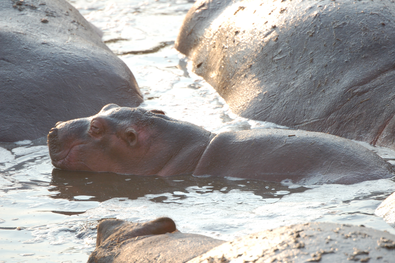 Illustration for article titled Out of Africa. Hungry Hungry Hippos.